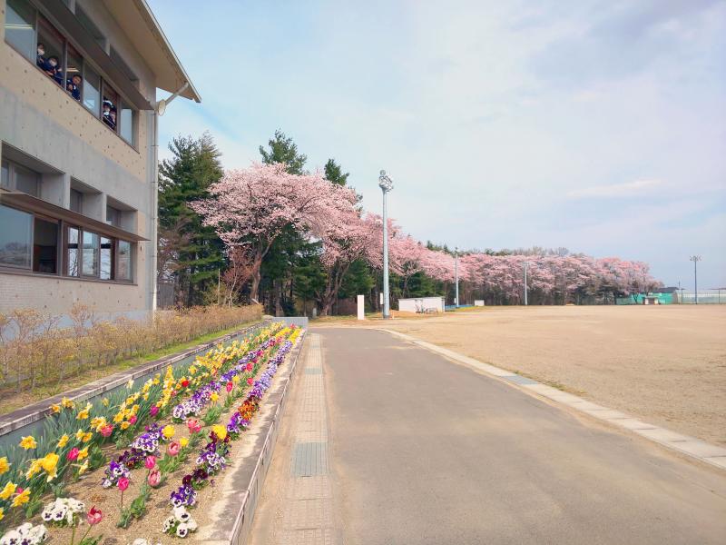 桜の風景